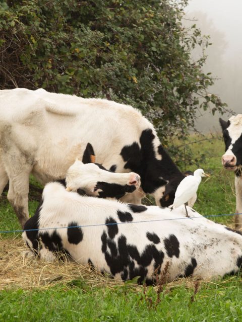 Bovini al pascolo erba e fieno