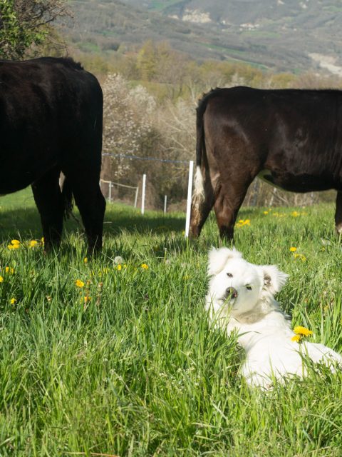 Bovini al pascolo su erba, cane pastore maremmano