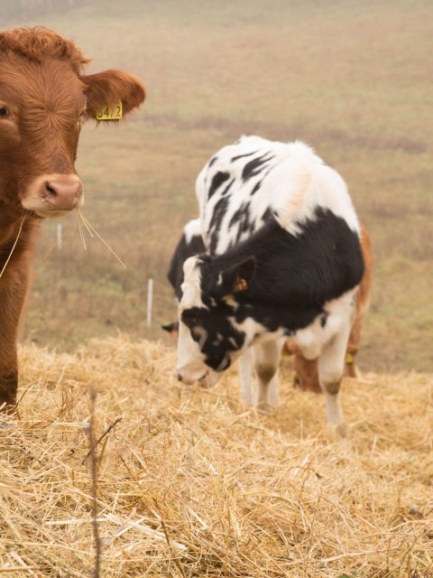 Bovini alimentati a fieno