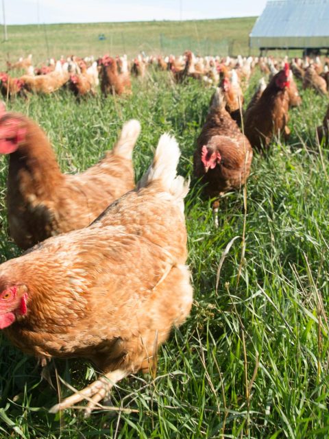 Galline Ruspanti al pascolo su Erba